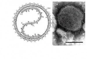 Bệnh quai bị do virus thuộc nhóm Paramyxovirus gây ra