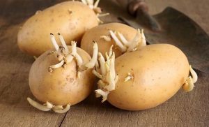 Khoai tây mọc mầm có chưa độc tố gây ngộ độc